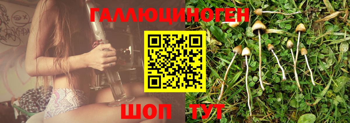 Истра  Псилоцибиновые грибы Psilocybine cubensis  Вход с VPN 